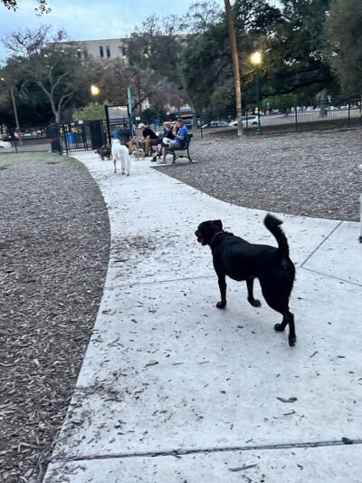 Madison Square Dog Park - San Antonio, TX