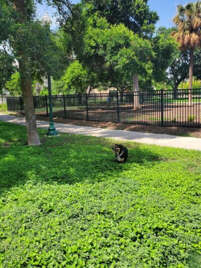 Madison Square Dog Park - San Antonio, TX