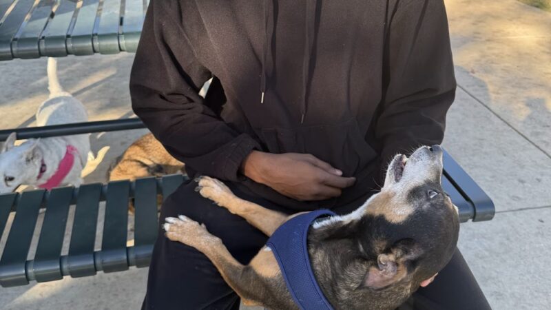 Maverick Dog Park - San Antonio, TX