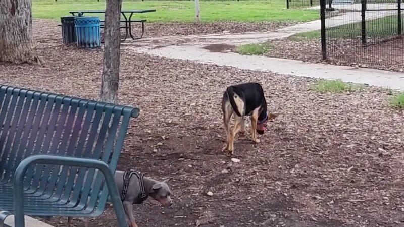 Maverick Dog Park - San Antonio, TX