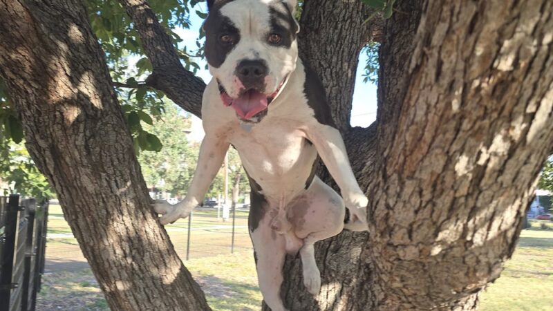 Maverick Dog Park - San Antonio, TX