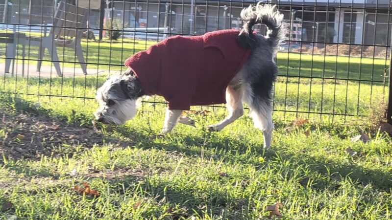 Maverick Dog Park - San Antonio, TX