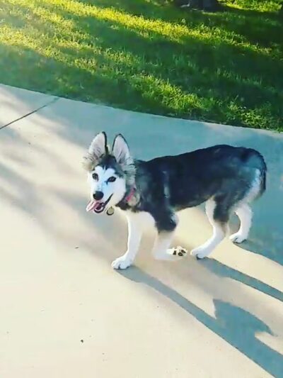 Pearsall Dog Park - San Antonio, TX