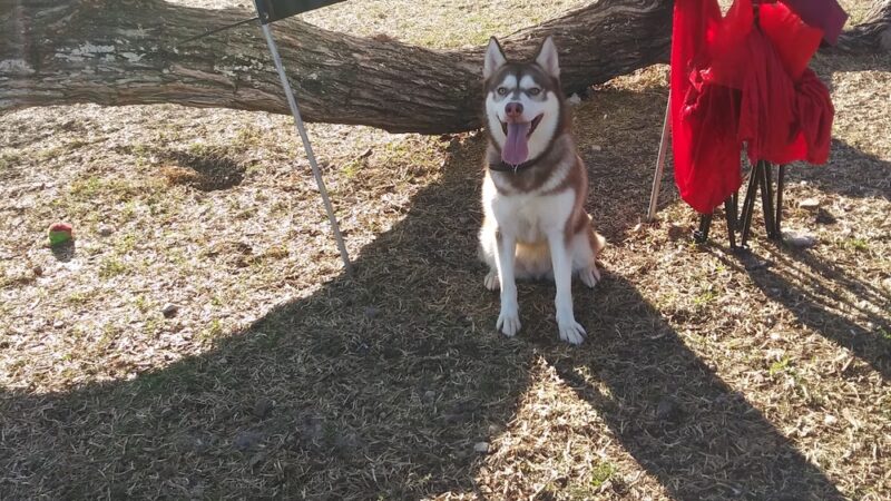 Pearsall Dog Park - San Antonio, TX