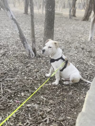 Hardberger Park - Dog Park (West) - San Antonio, TX
