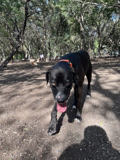 Hardberger Park - Dog Park (West) - San Antonio, TX