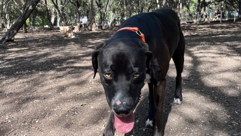 Hardberger Park - Dog Park (West) - San Antonio, TX