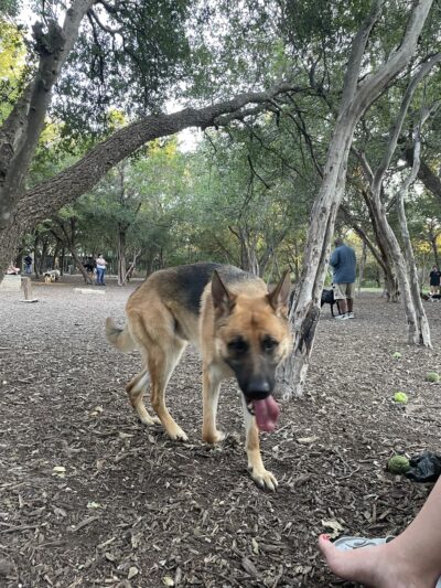 Hardberger Park - Dog Park (West) - San Antonio, TX