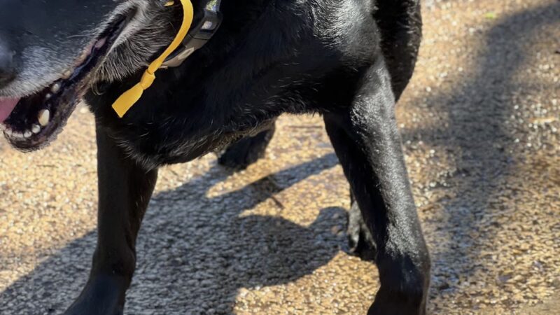 Phil Hardberger Park - Dog park - San Antonio, TX