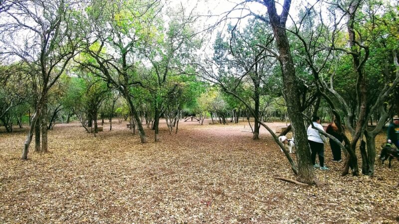 Phil Hardberger Park - Dog park - San Antonio, TX