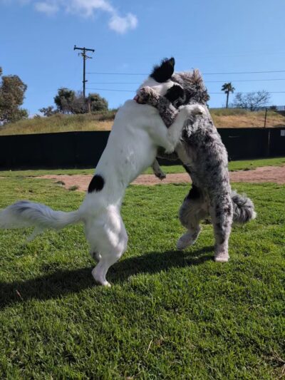 Capehart (Soledad) Dog Park - San Diego, CA