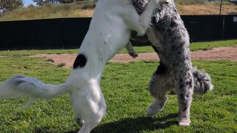 Capehart (Soledad) Dog Park - San Diego, CA