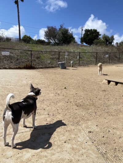 Capehart (Soledad) Dog Park - San Diego, CA