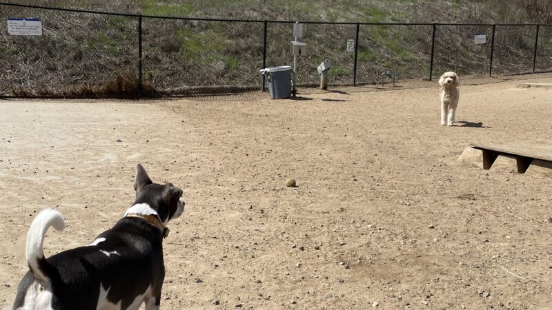 Capehart (Soledad) Dog Park - San Diego, CA