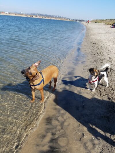 Fiesta Island Dog Park - San Diego, CA