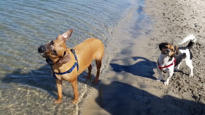 Fiesta Island Dog Park - San Diego, CA