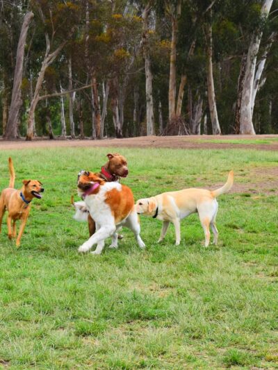 Grape Street Dog Park - San Diego, CA