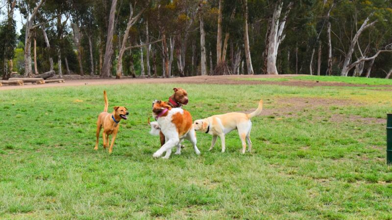Grape Street Dog Park - San Diego, CA
