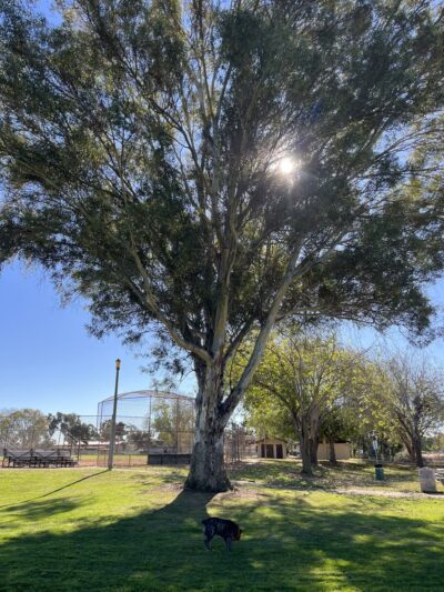 Kearny Mesa Dog Park - San Diego, CA