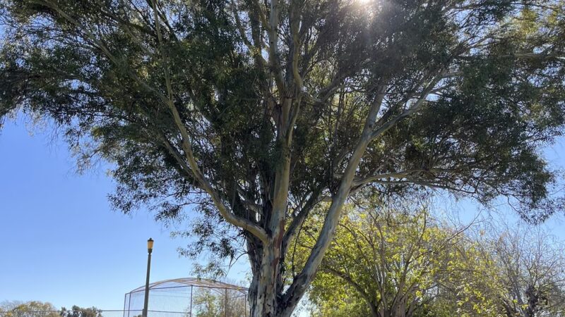 Kearny Mesa Dog Park - San Diego, CA