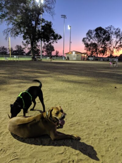 Kearny Mesa Dog Park - San Diego, CA
