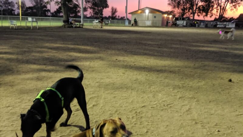 Kearny Mesa Dog Park - San Diego, CA