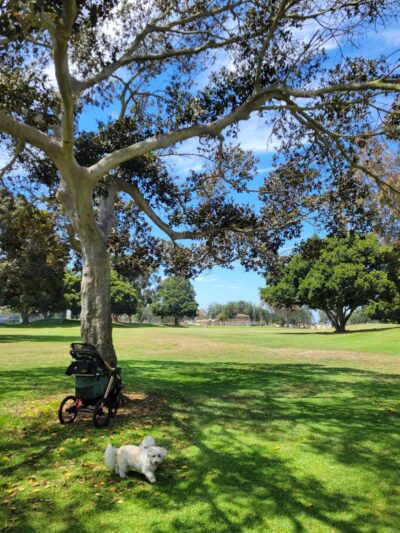 Kearny Mesa Dog Park - San Diego, CA