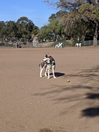 Kearny Mesa Dog Park - San Diego, CA