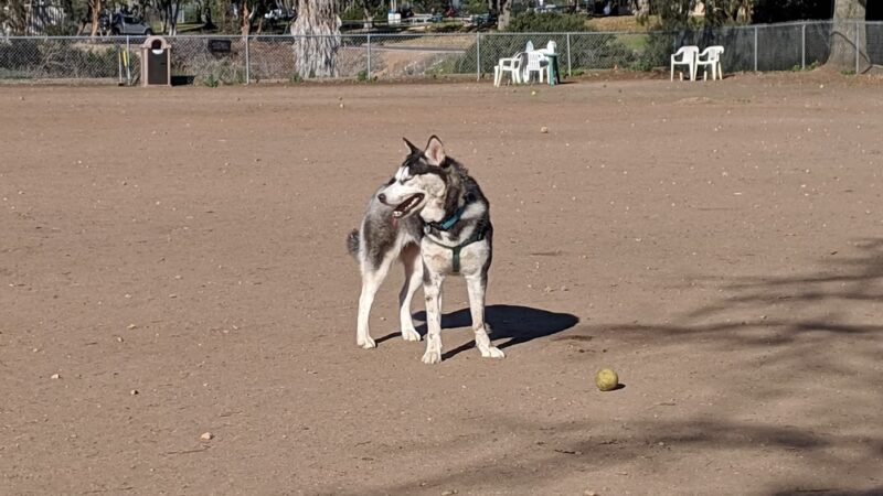 Kearny Mesa Dog Park - San Diego, CA