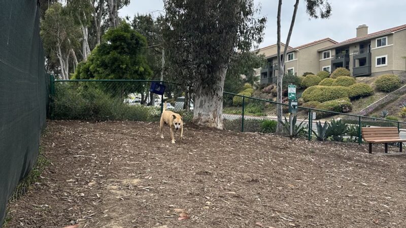 La Jolla Colony Dog Park - San Diego, CA
