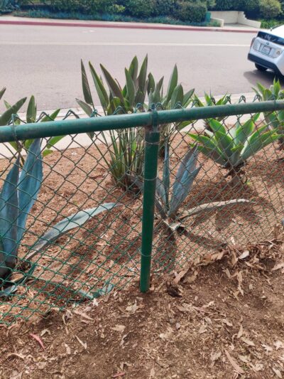 La Jolla Colony Dog Park - San Diego, CA