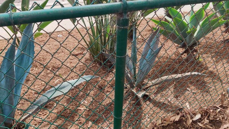 La Jolla Colony Dog Park - San Diego, CA