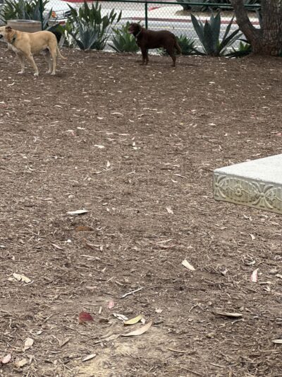 La Jolla Colony Dog Park - San Diego, CA