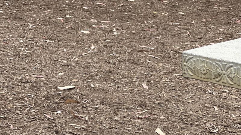 La Jolla Colony Dog Park - San Diego, CA