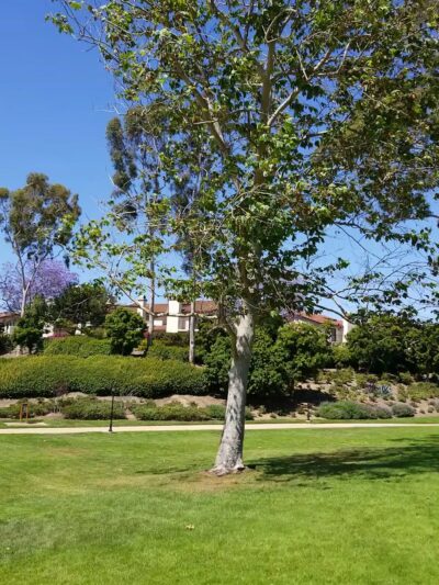La Jolla Colony Park - San Diego, CA
