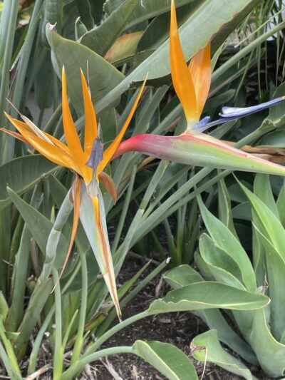 La Jolla Colony Park - San Diego, CA