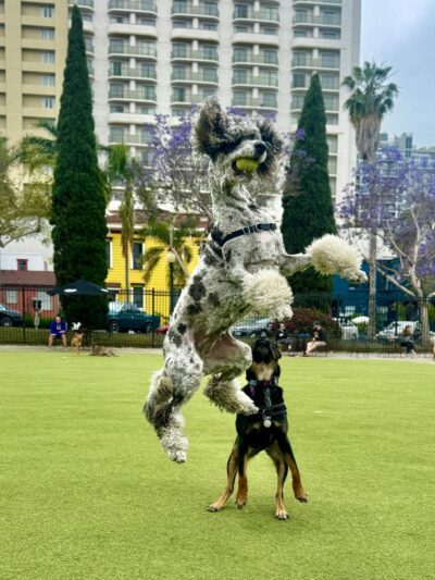 Little Italy Dog Park - San Diego, CA