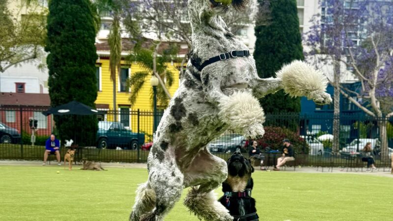 Little Italy Dog Park - San Diego, CA