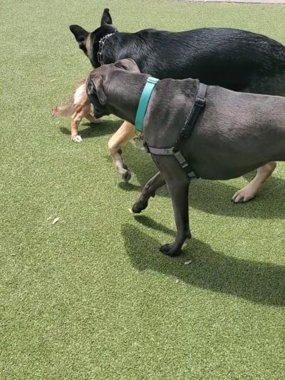 Little Italy Dog Park - San Diego, CA