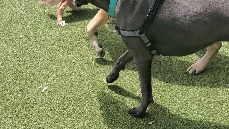 Little Italy Dog Park - San Diego, CA