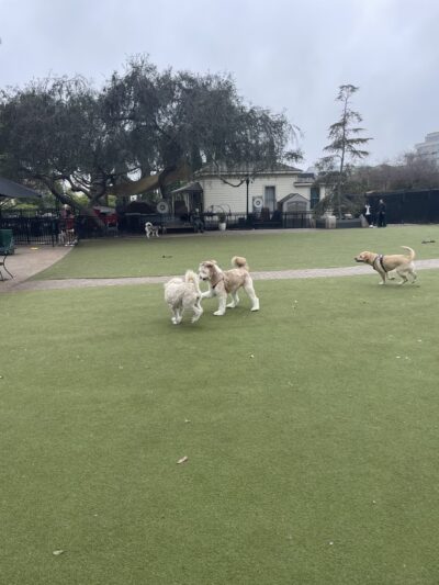 Little Italy Dog Park - San Diego, CA