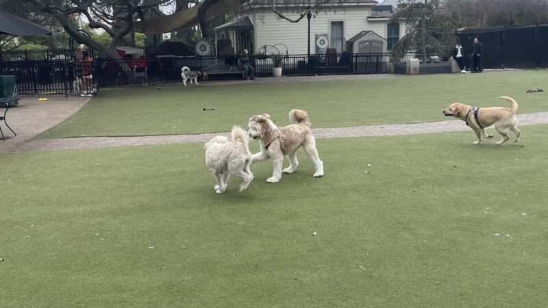 Little Italy Dog Park - San Diego, CA