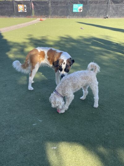 Little Italy Dog Park - San Diego, CA