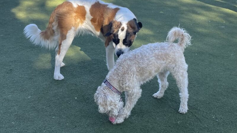 Little Italy Dog Park - San Diego, CA