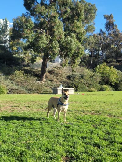 Meanley Open Dog Park - San Diego, CA