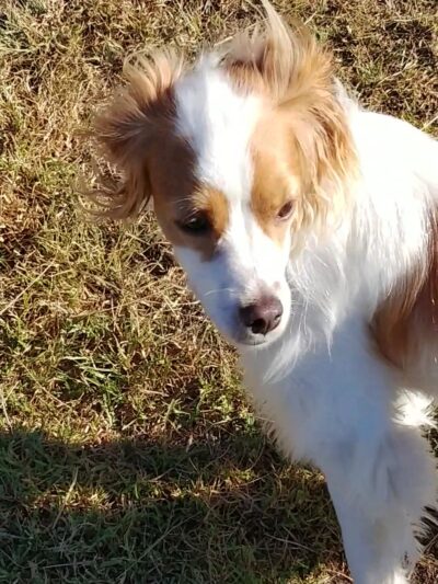 Meanley Open Dog Park - San Diego, CA