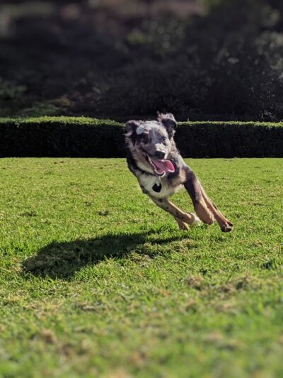 Meanley Open Dog Park - San Diego, CA
