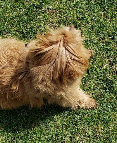 Meanley Open Dog Park - San Diego, CA