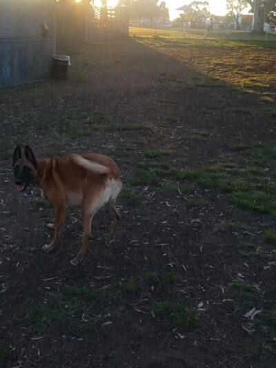 Memorial Dog Park - San Diego, CA