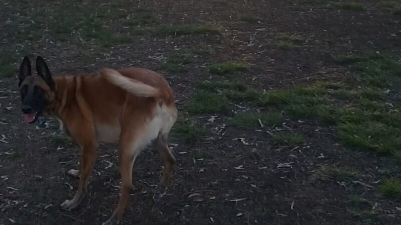 Memorial Dog Park - San Diego, CA